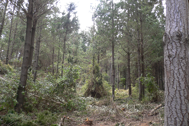 Several trees in a forested area.