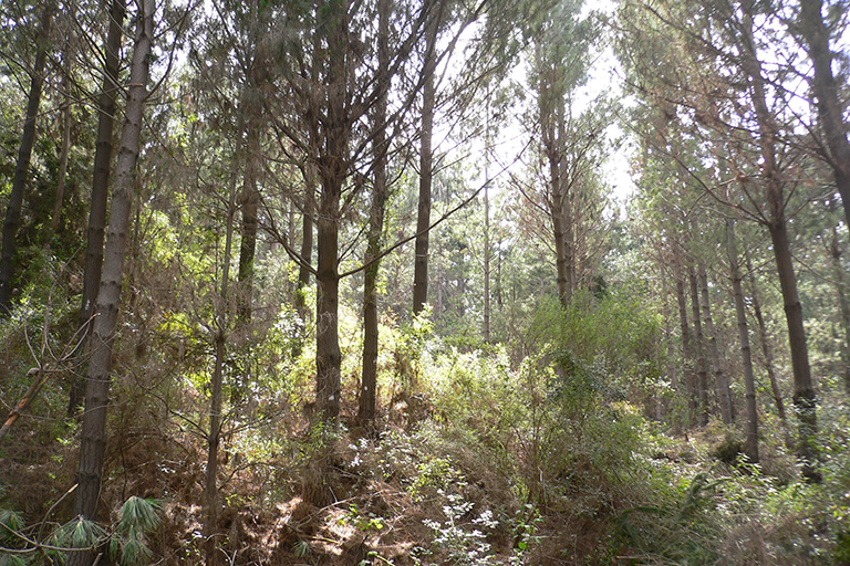 Trees in a forested area.