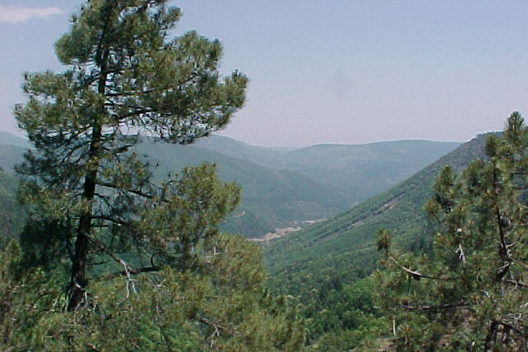 Trees overlooking the mountain.