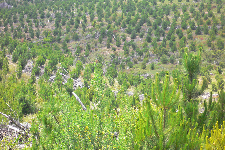 Small trees in a desert area.