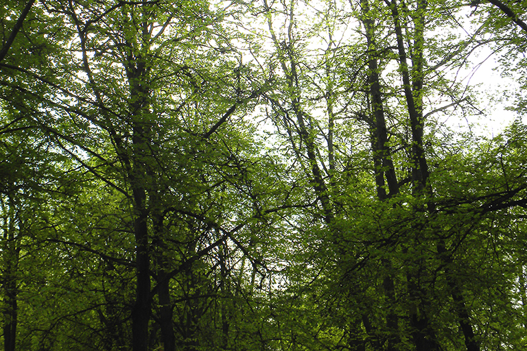 Trees in a wooded area.