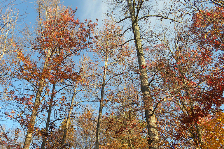 Trees with leaves turning red.