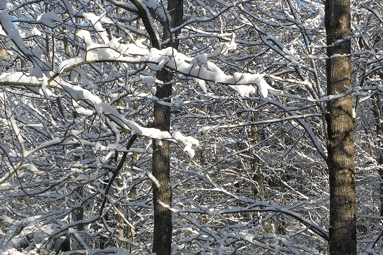 Close up of branches with snow.
