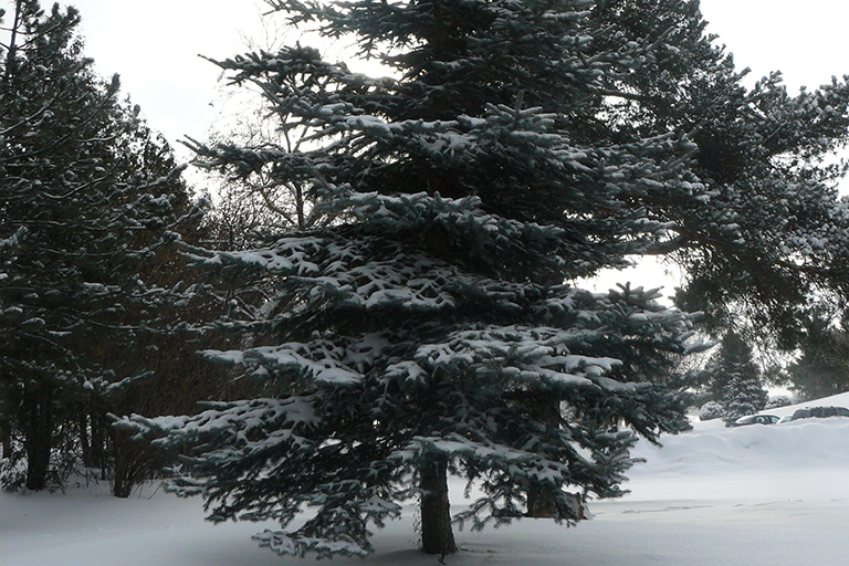Evergreen trees in the snow.
