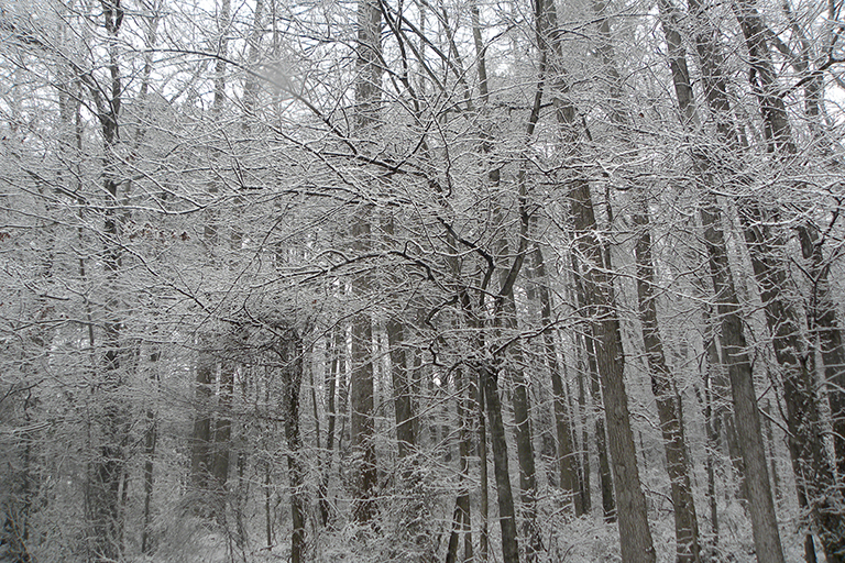 Group of trees with snow on their branches.