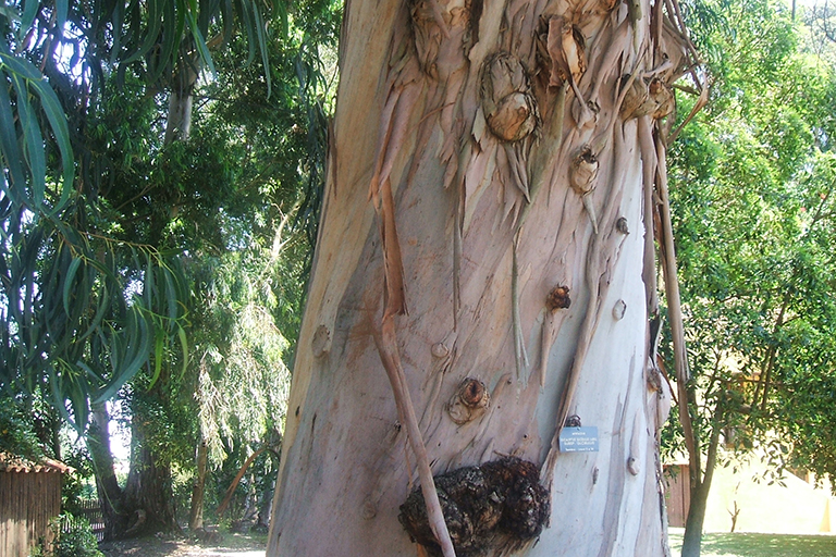 Tree trunk.