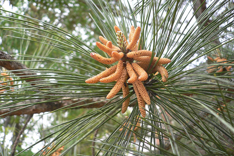 Tan cylinder-shaped cones at the end of a branch with needles.