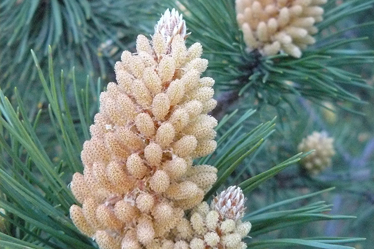 Cream colored cones surrounded by needles at the end of a branch.