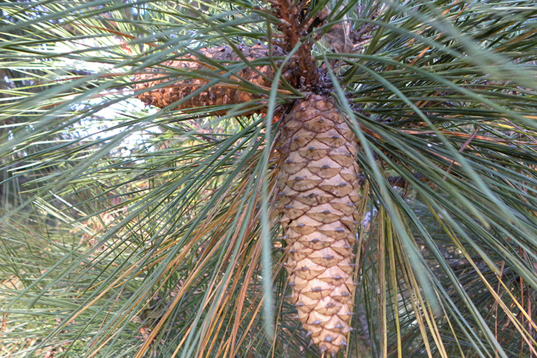 Close up of two brown cones on an evergreen branch.
