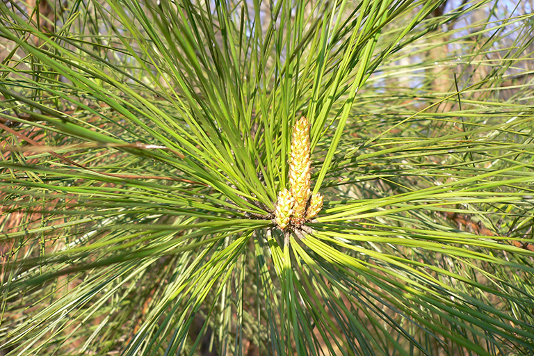 Close up of a coniferous tree’s small brown cones.