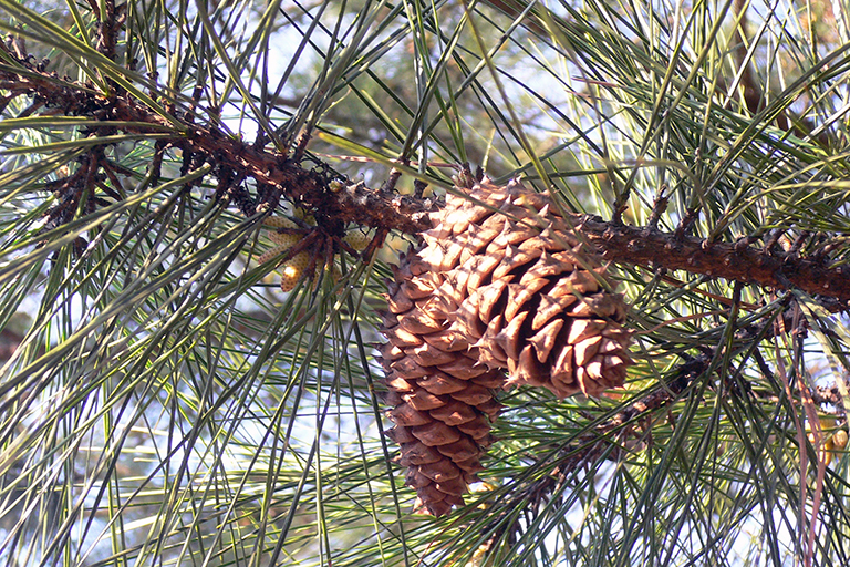 Close up of a coniferous tree’s small and large pine cones.