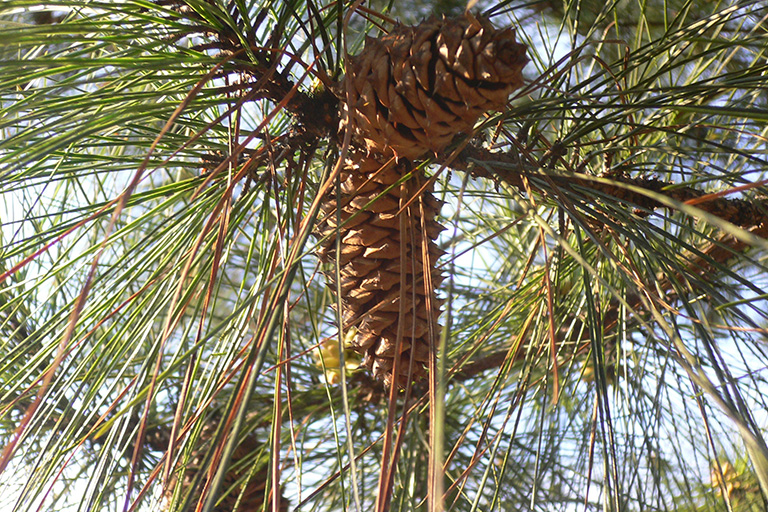 Brown pine cones on a branch.