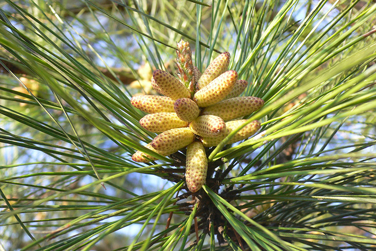 Yellow cylinder-shaped cones surrounded by pine needles.
