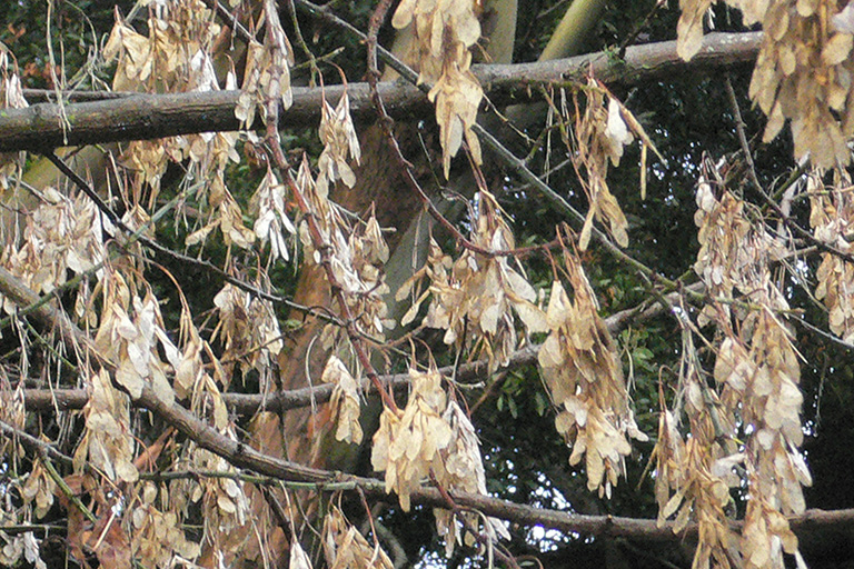 Clusters of brown winged seeds on deciduous tree branches.