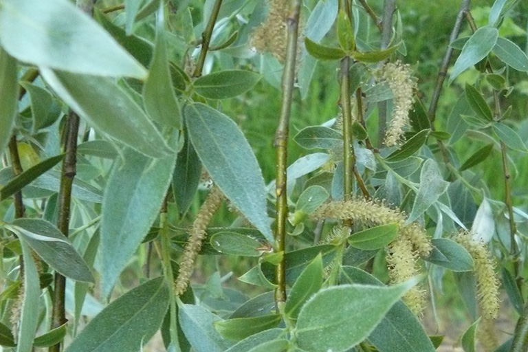 Long, cream colored seeds on several thin branches.