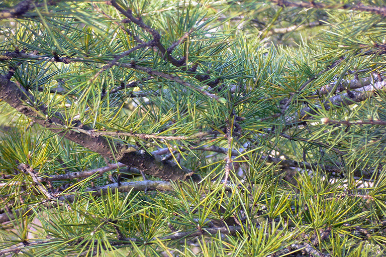 Coniferous tree branches.