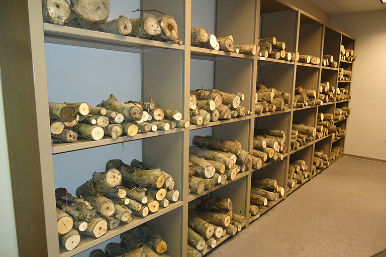 Logs on shelves.