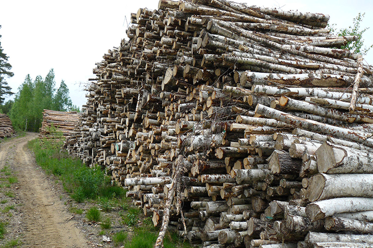 Pile of cut trees.