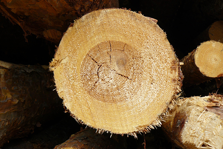 Close up of cut tree branch.