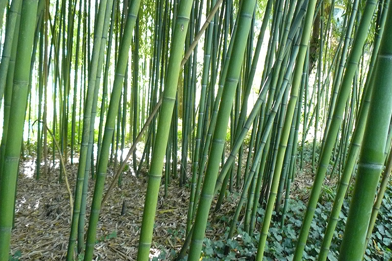 Bamboo trunks.