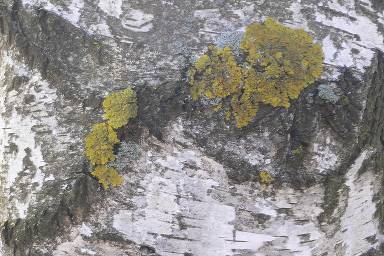Close up of a tree trunk with white bark and a couple spots of green moss.