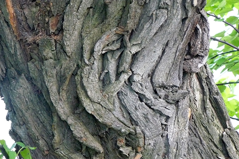 Close up of tree trunk with deep, thick brown bark.