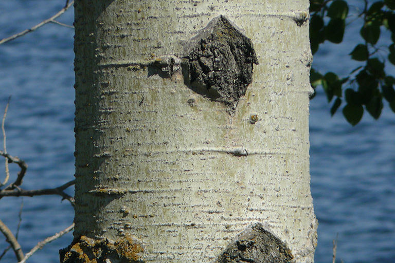 Tree trunk with smooth, gray bark and brown knots.