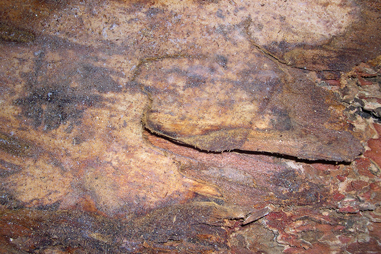 Close up of tree trunk with red and brown bark.