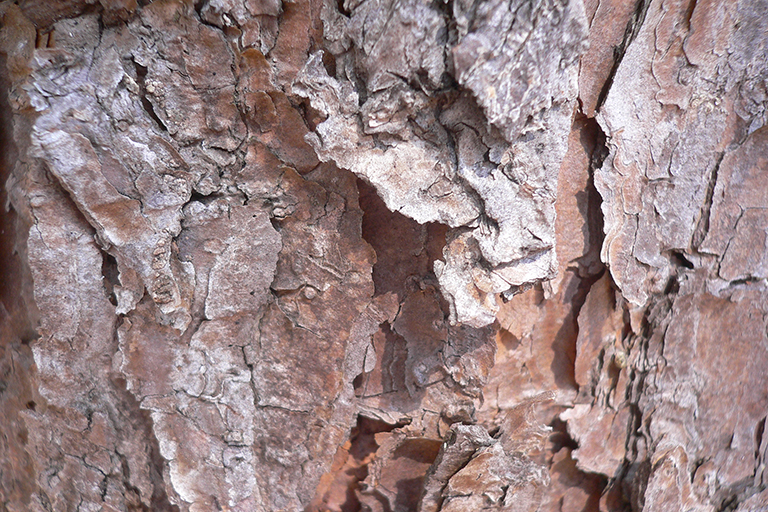 Close up of reddish brown tree bark.
