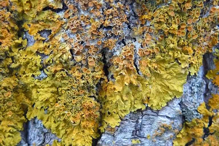 Close up of a tree trunk with dark gray bark with yellow and green moss growing on it.