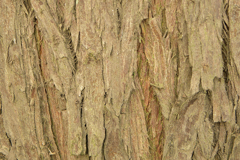 Close up of tree trunk with light brown and red vertical bark.