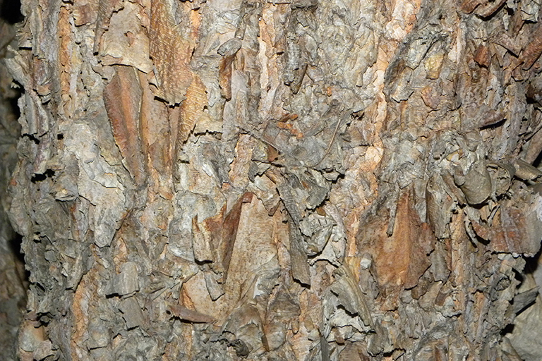 Close up of a tree trunk with brown and gray flaky bark.