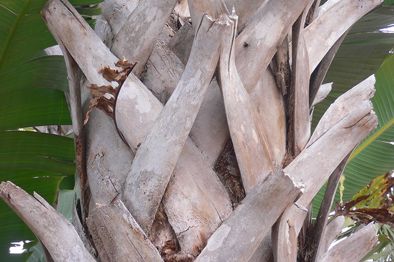 Close up view of palm tree bark.
