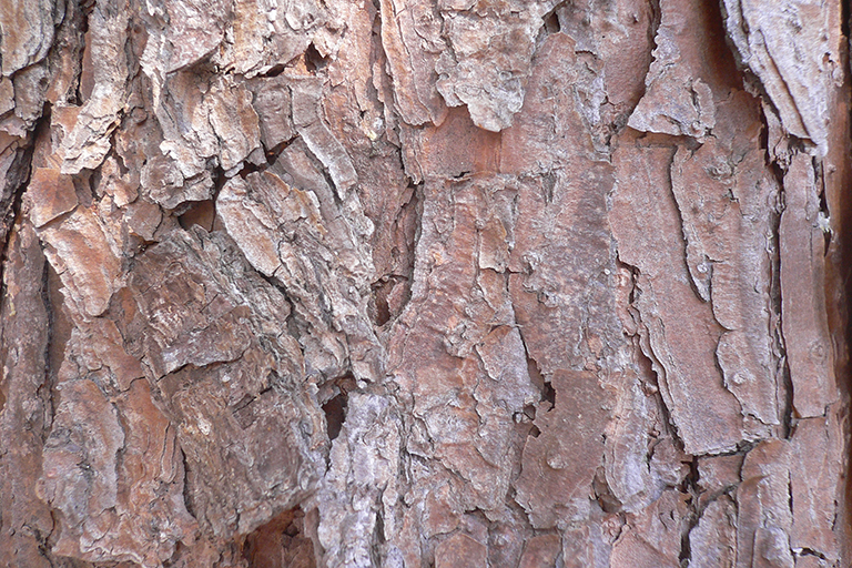 Close up of reddish brown tree bark.