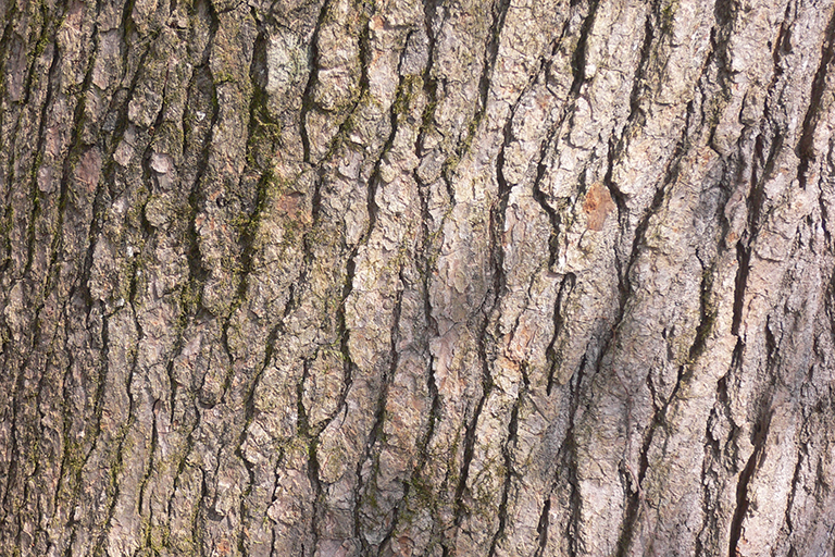 Close up of tree trunk with brown bark and small spots of green moss.