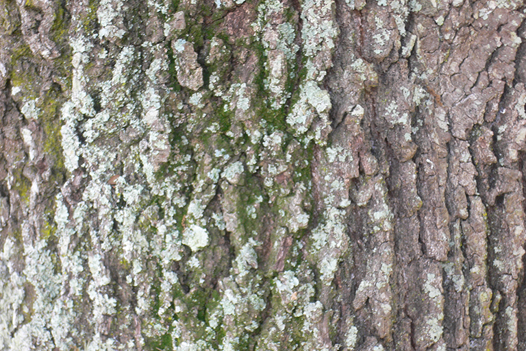Close up view of tree bark.