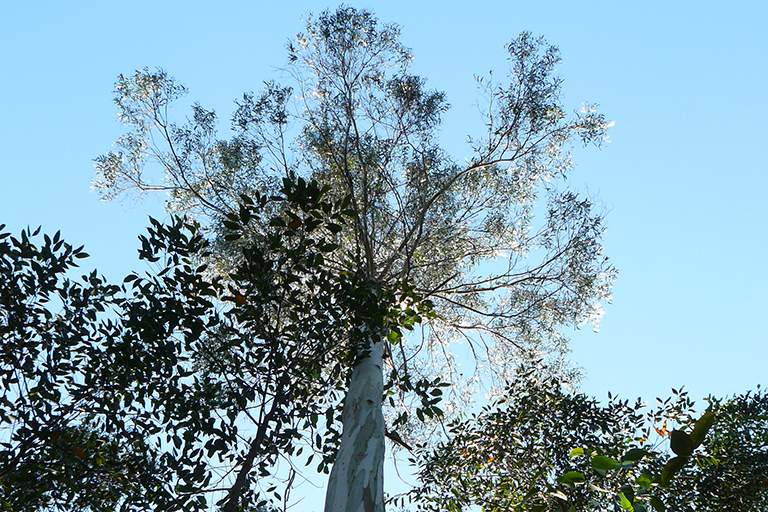 Canopy of trees viewed from below.