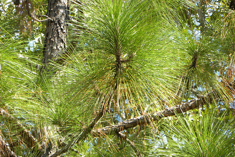 Coniferous tree needles.