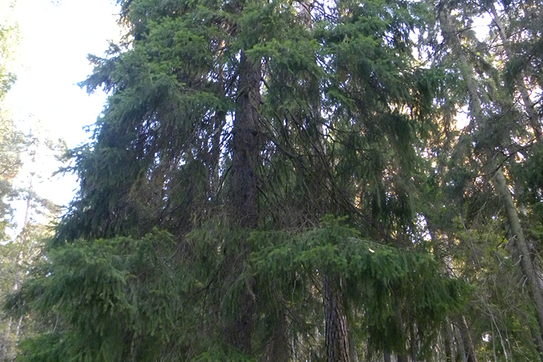 Coniferous tree.