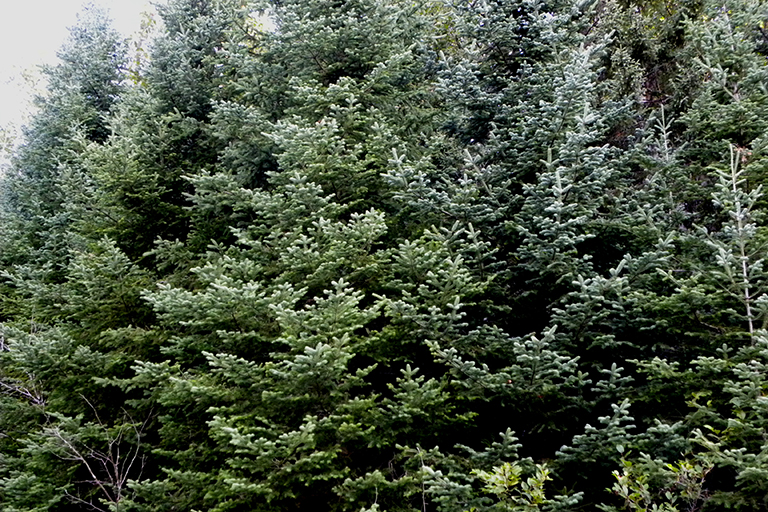 Coniferous trees.