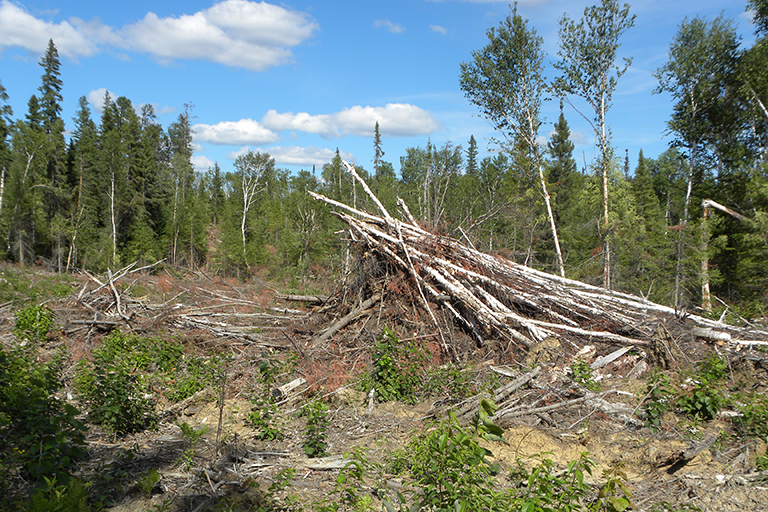 Large pile of fallen trees.