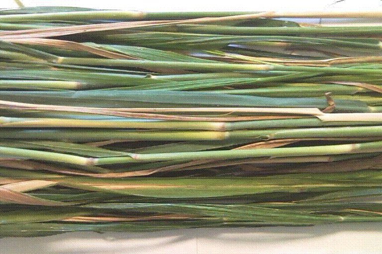 Several blades of tall, cut grass.