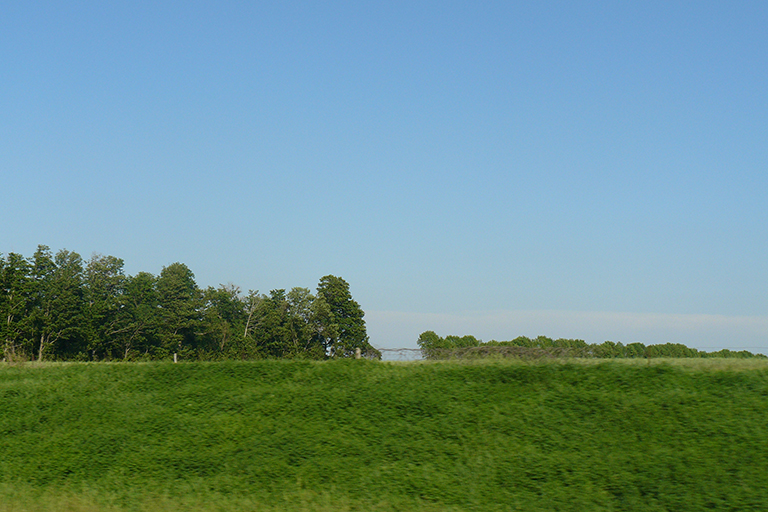 Group of trees seen from a distance.