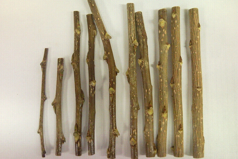 Several cut sticks lined up.