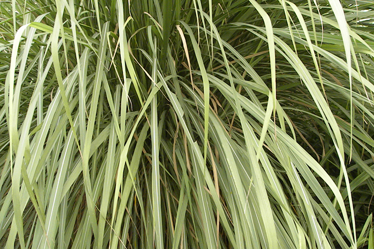 Bushy grassy plant.
