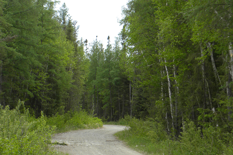 Trees line both sides of a gravel road.