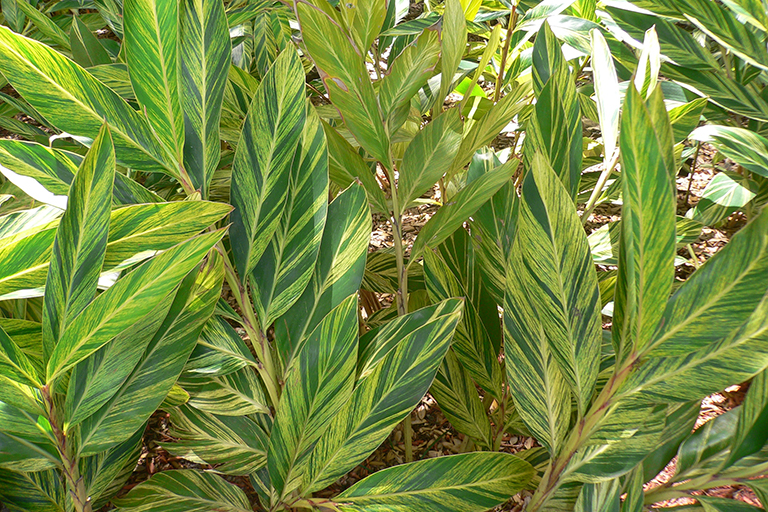 Large leaves with stripes.