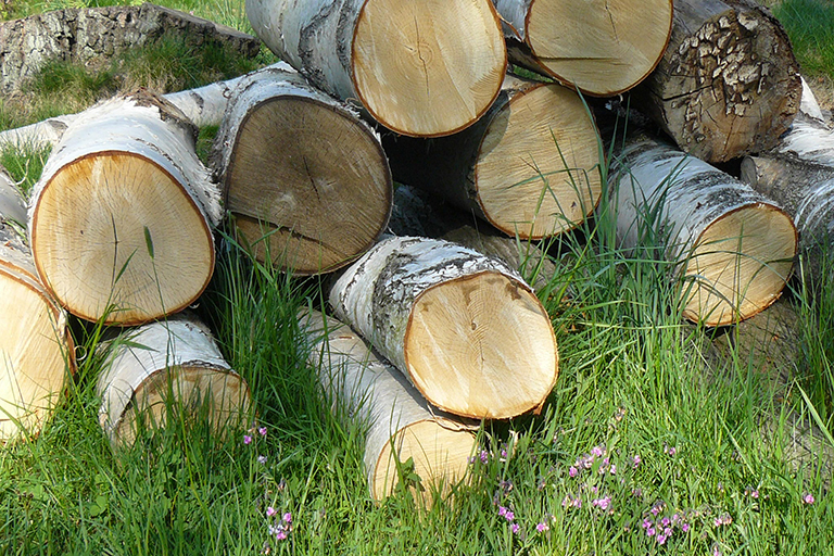Several cut logs in a pile.