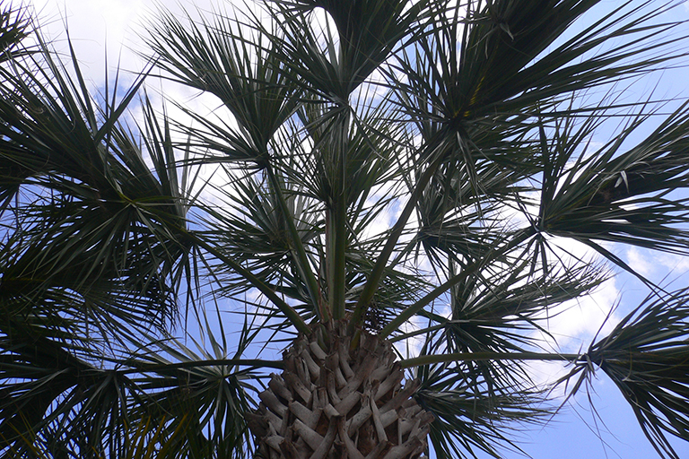 Top of a palm trees.