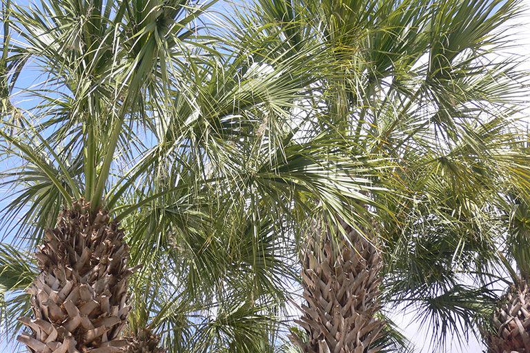 Top of several palm trees.
